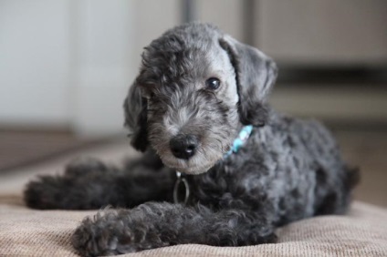 Kutya Bedlington Terrier