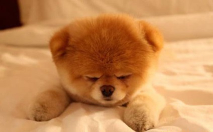 Boo a kutya - a legnépszerűbb kutya facebook, sok fotó) kutyafajta bú