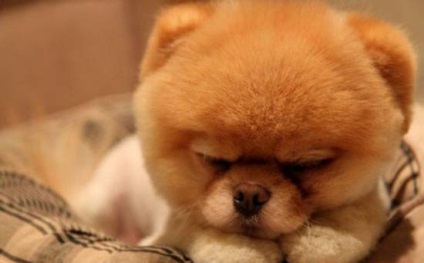 Boo a kutya - a legnépszerűbb kutya facebook, sok fotó) kutyafajta bú