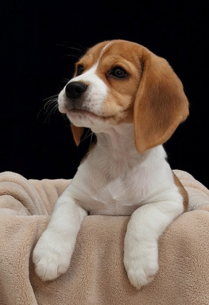 Beagle kutyák (34 fotó)