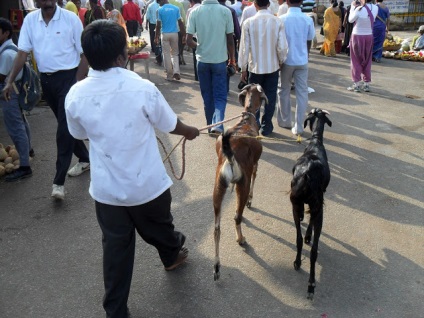 Kutyák Indiában