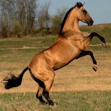 Kompatibilitás hím ló és egy nőstény ló