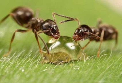 Remedy a hangyák - megszabadulni a bosszantó rovarok a környéken
