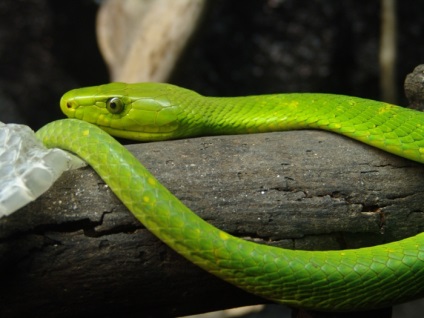 Ijesztő 25 gyönyörűen világos képek a bolygó legveszélyesebb kígyók