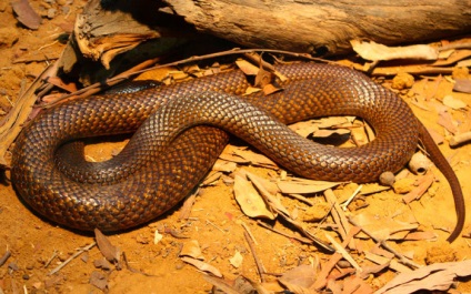 Ijesztő 25 gyönyörűen világos képek a bolygó legveszélyesebb kígyók