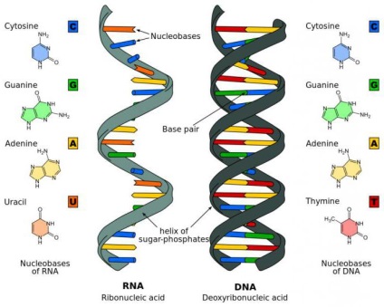 Szerkezete és funkciója a DNS és RNS (táblázat)