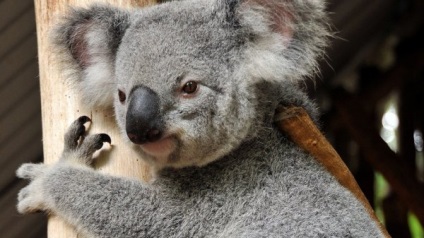 Erszényes medve - Koala - a forrása a jó hangulat