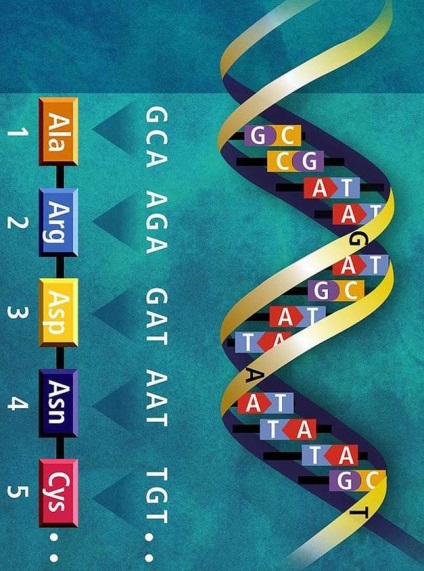 Tulajdonságok és elveit, a genetikai kód