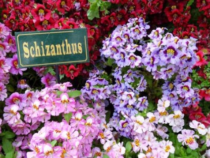 Schizanthus - virág