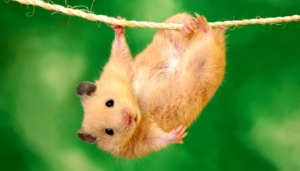 Hamster harapás tünetek, mit kell tenni, kezelés, következményei