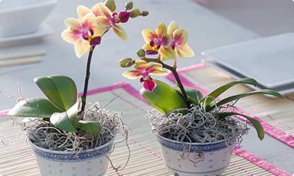 Orchideák elszáradt szárak, do