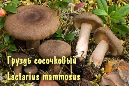 Feltételesen ehető gombák (gombák) Feltételesen ehető gombák