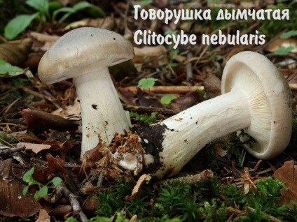 Feltételesen ehető gombák (gombák) Feltételesen ehető gombák