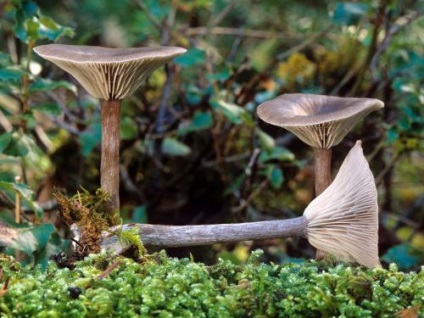Feltételesen ehető gombák (gombák) Feltételesen ehető gombák