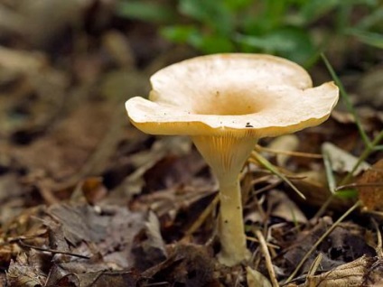 Feltételesen ehető gombák (gombák) Feltételesen ehető gombák