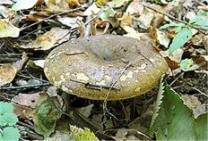 Feltételesen ehető gombák, gomba enciklopédia