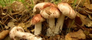 Feltételesen ehető gombák fényképét, nevét és leírását feltételesen ehető gombák Magyarország