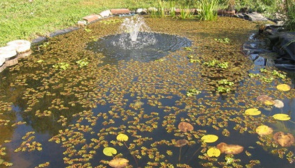 Care dekoratív tó a helyszínen, hogyan kell gondoskodni egy mesterséges tó a dácsa