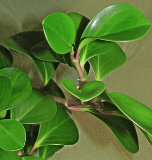 Ápolás otthon peperomiya tupolistnoy, ráncos, magnolielistnoy (Fotó fajták)