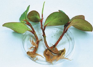 Ápolás otthon peperomiya tupolistnoy, ráncos, magnolielistnoy (Fotó fajták)