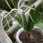 Care Hymenocallis otthon, ültetés, virágzás és pihenőidő, a faj (ideértve