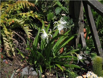 Care Hymenocallis otthon, ültetés, virágzás és pihenőidő, a faj (ideértve