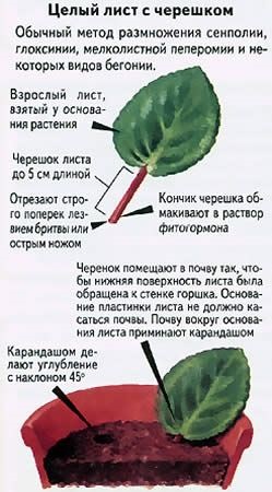 A vegetatív szaporodás szobanövények véleményét!
