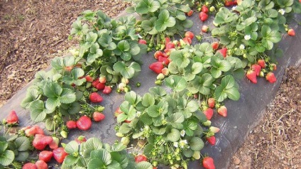 Eper termesztése mellett agrovoloknom (eper) eper termesztése mellett agrovoloknom