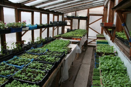 Paprika termesztés üvegházban polikarbonát a legjobb fajták ültetésére, videó, hogyan kell ültetni egy üvegházban