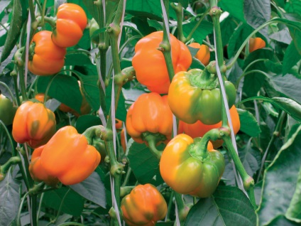 Paprika termesztés üvegházban polikarbonát a legjobb fajták ültetésére, videó, hogyan kell ültetni egy üvegházban