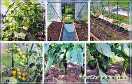 Növekvő paradicsom a rács, a helyszínen a kertben, ház és a szobanövények