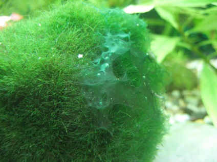 Alga az akváriumban, fotó, kilátás, birkózás akvárium alga