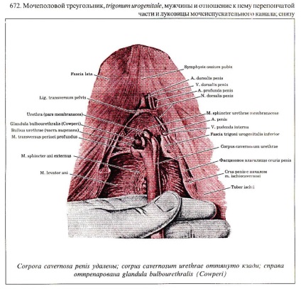 Cowper-mirigy képek (mirigy) Cowper-mirigy fotó