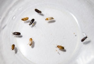 Beetle boszorkány doktor - kezelés, használati és ellenjavallatok (utolsó vétel vége) Beetle boszorkány doktor - kezelés, használati és ellenjavallatok