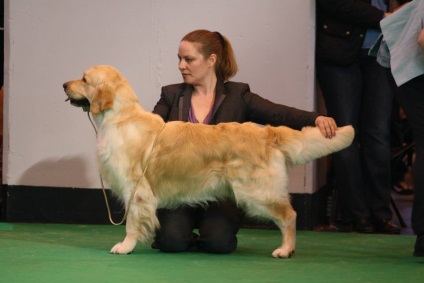 Golden retriever, fajta, jellege fotó