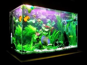 Akvárium a lakásban, vagy ártalom, akváriumi halak