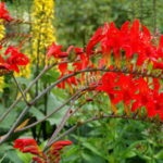 Alyssum növekvő magról palántákat ültetés a nyílt terepen ellátás Photo & Video