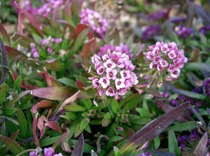 Alyssum növekvő magról palántákat ültetés a nyílt terepen ellátás Photo & Video