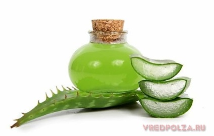 Aloe hasznos tulajdonságok és ellenjavallatok (tulajdonságok) Aloe hasznos tulajdonságokat és ellenjavallatok