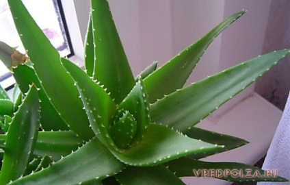 Aloe hasznos tulajdonságokat és ellenjavallatok