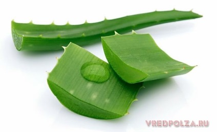 Aloe hasznos tulajdonságok és ellenjavallatok (aloe) Aloe hasznos tulajdonságokat és ellenjavallatok