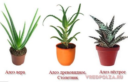Aloe hasznos tulajdonságokat és ellenjavallatok