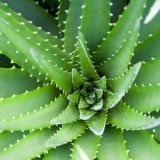 Aloe ha hüvelyi gyulladások - szike - orvosi portál (gyulladás) Aloe hüvelyi gyulladás - szike - orvosi információk és oktatási portál