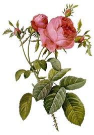 illatos rózsa
