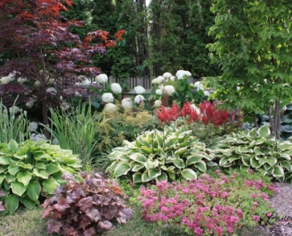 Astilbe a termőföld szép külső design virágágyások a fotó (Astilbe a termőföld tervezés) Astilbe a termőföld szép külső design virágágyások a fotó