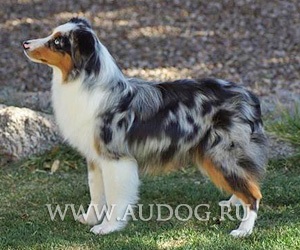 Australian Shepherd és hasonló fajták képekkel - pásztorok tenyészt kutyákat - terelőkutyának