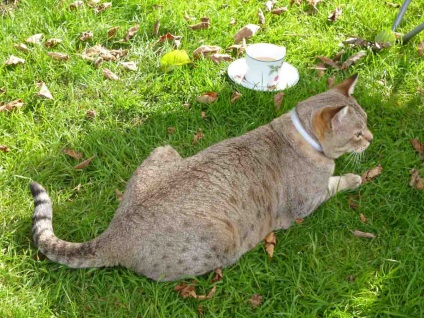 Ausztrál fajta macska fotók, az ár, a történet a fajta; Úgy néz ki, mint a füstös macska és