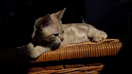 Australian Mist macska fotók, árak, fajta leírás, karakter, videó, óvodák - murkote macskákról
