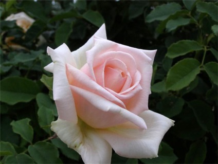 Alphabet parfümök Őfelsége rózsa - illat - szól aromák oldalon Ile de Beauté