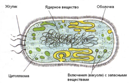 baktériumok Összefoglaló